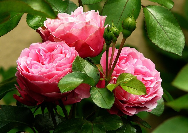 rosas